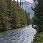 mountains, trees, forest